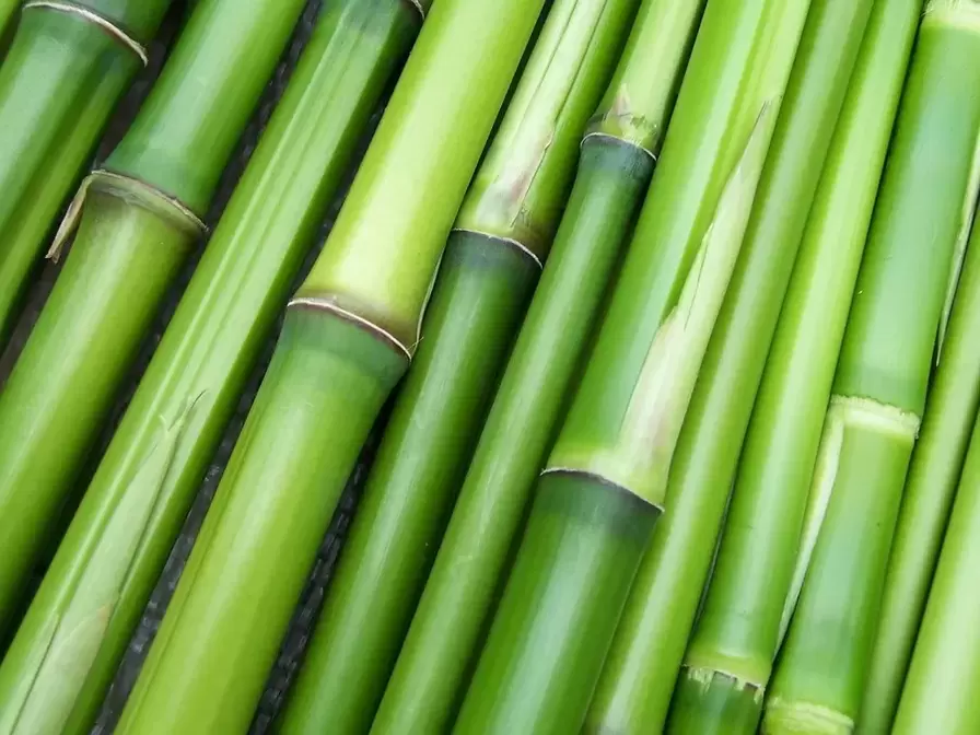 amulet pro štěstí-bambus